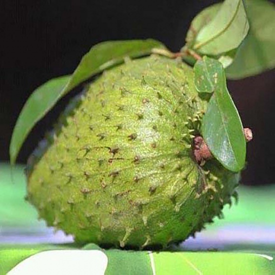 Mãng cầu xiêm (mãng cầu gai) chuẩn chất lượng